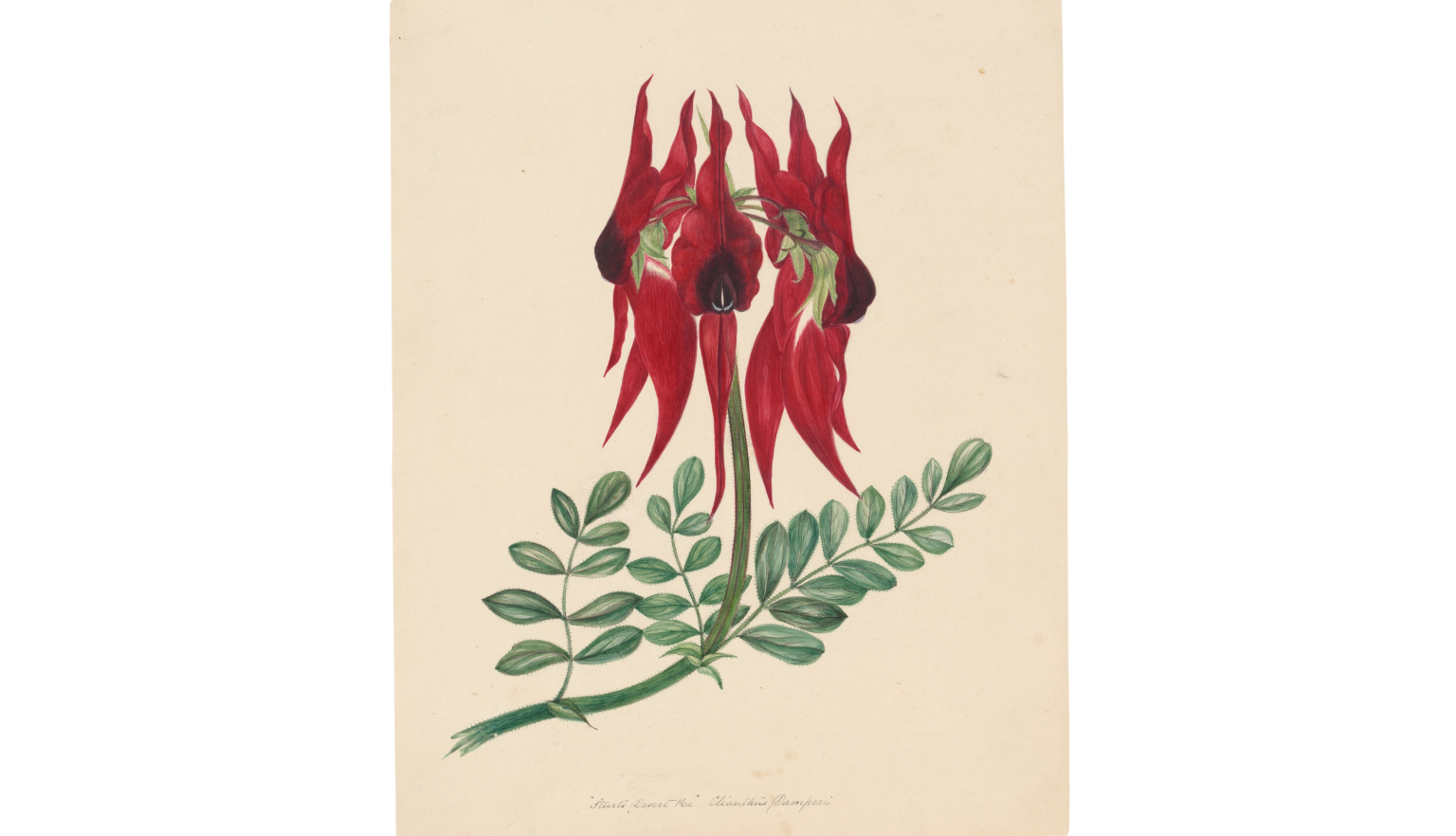 Illustration of a single branch of a red Sturt's desert pea flower