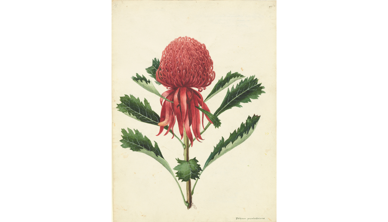 Detailed illustration of a single red waratah flower on it's stem with leaves on it