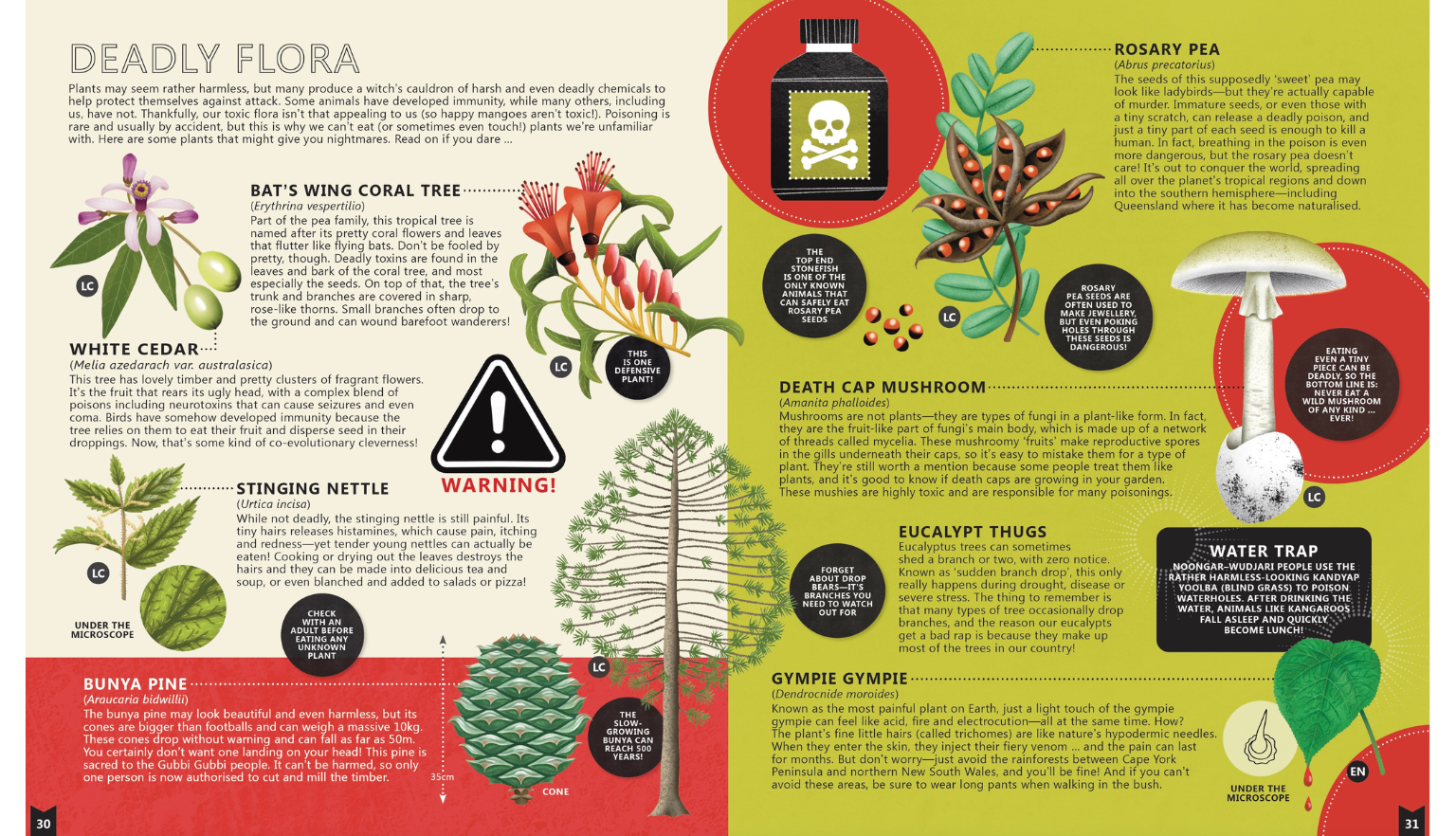 Internal page spread from book 'Flora' with information about and illustrations of deadly Australian flora