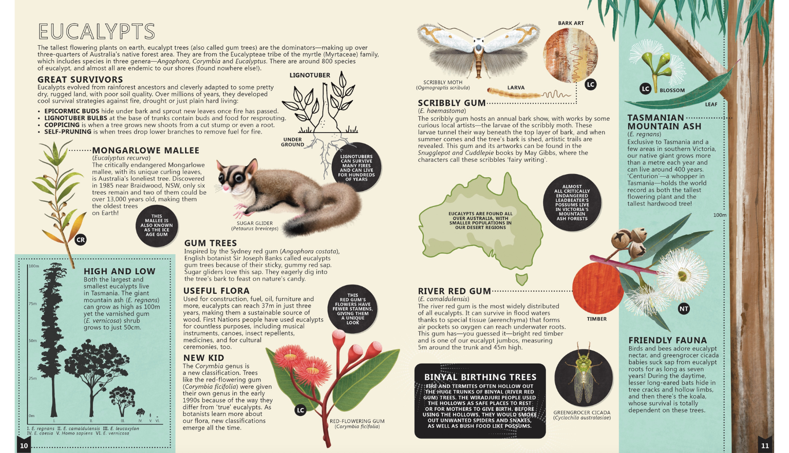 Internal page spread from book 'Flora' with information about and illustrations of eucalypt plants