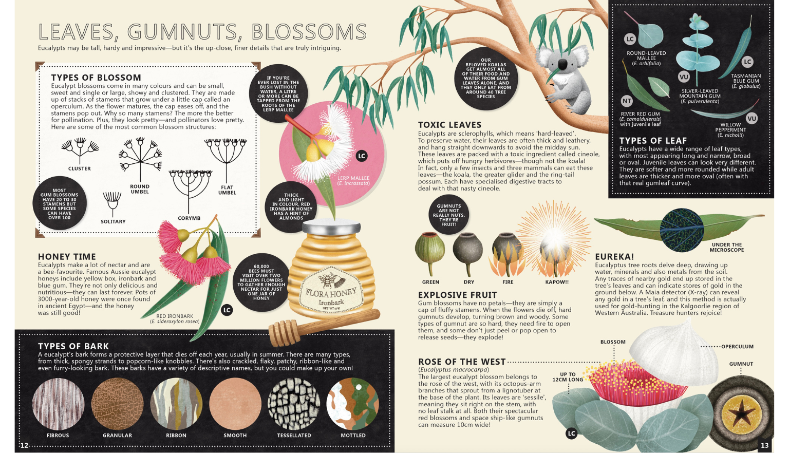 Internal page spread from book 'Flora' with information about and illustrations of leaves, gumnuts and blossoms