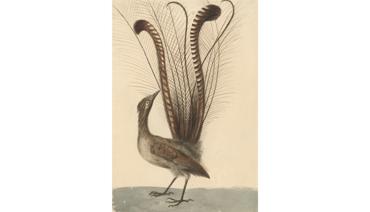 Detailed illustration of a lyrebird looking up at it's voluminous tail fathers