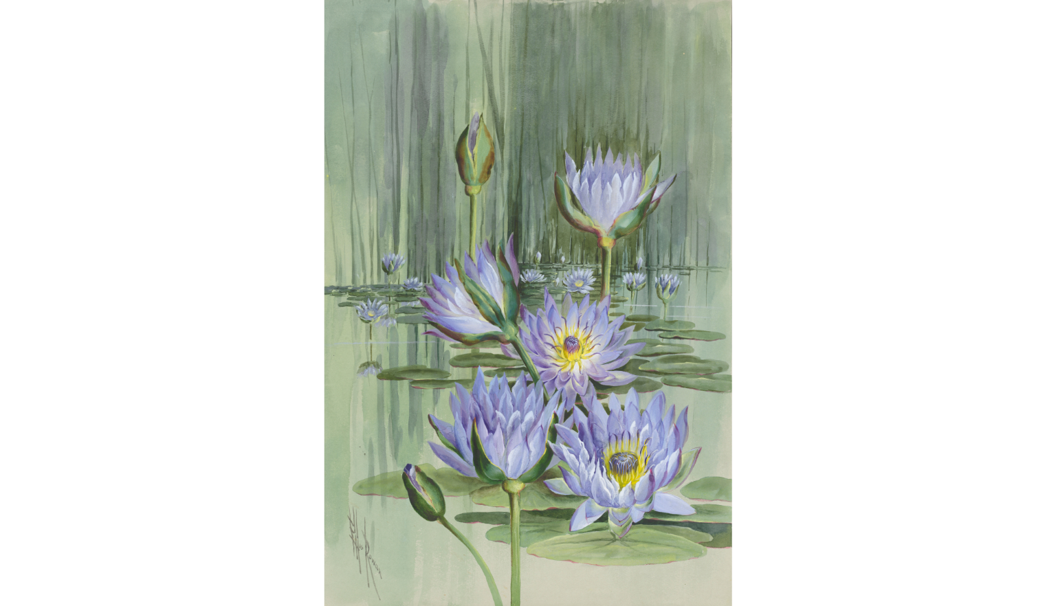 Watercolour artwork of Nymphaea violacea, also known as blue lily, flowers among lily pads floating on water 