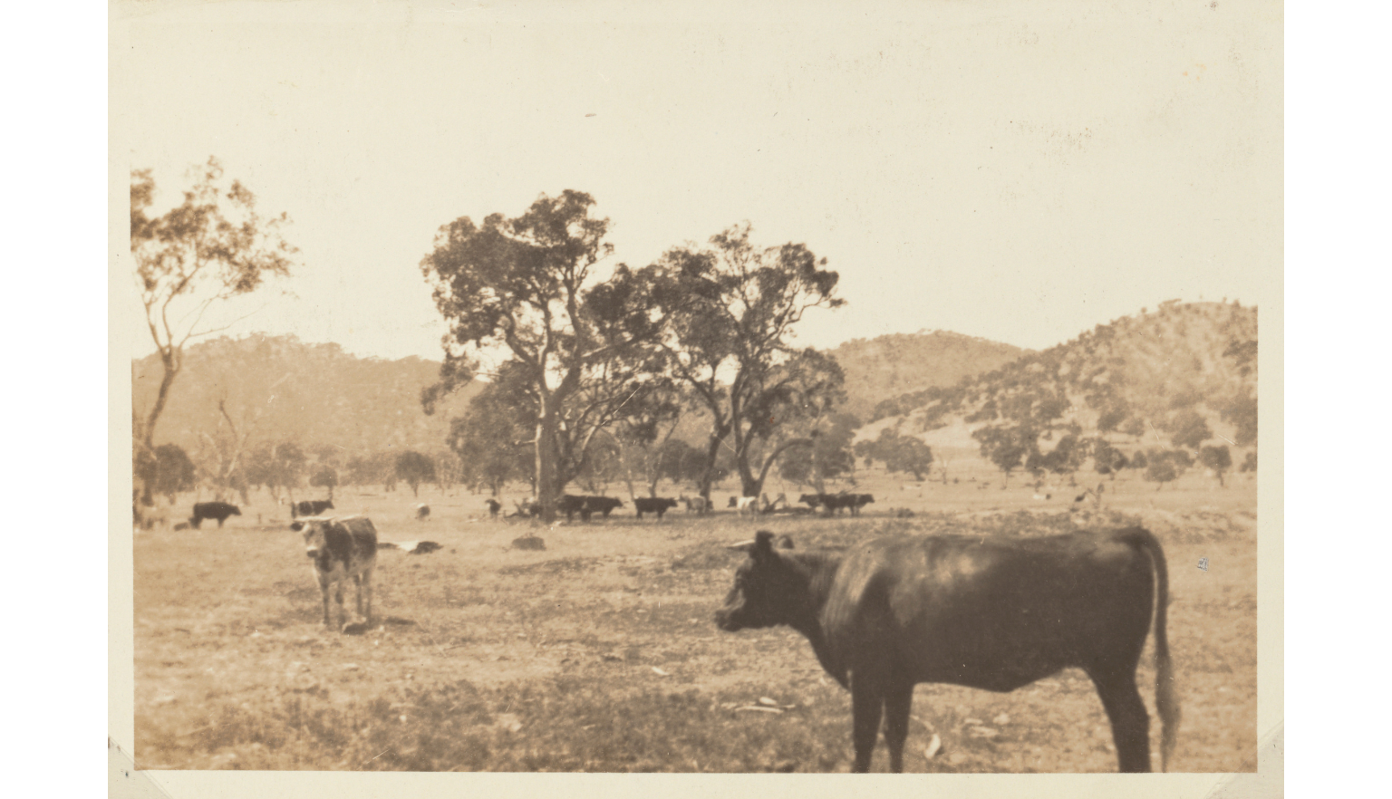 Sepia-toned photo of cows in a paddock