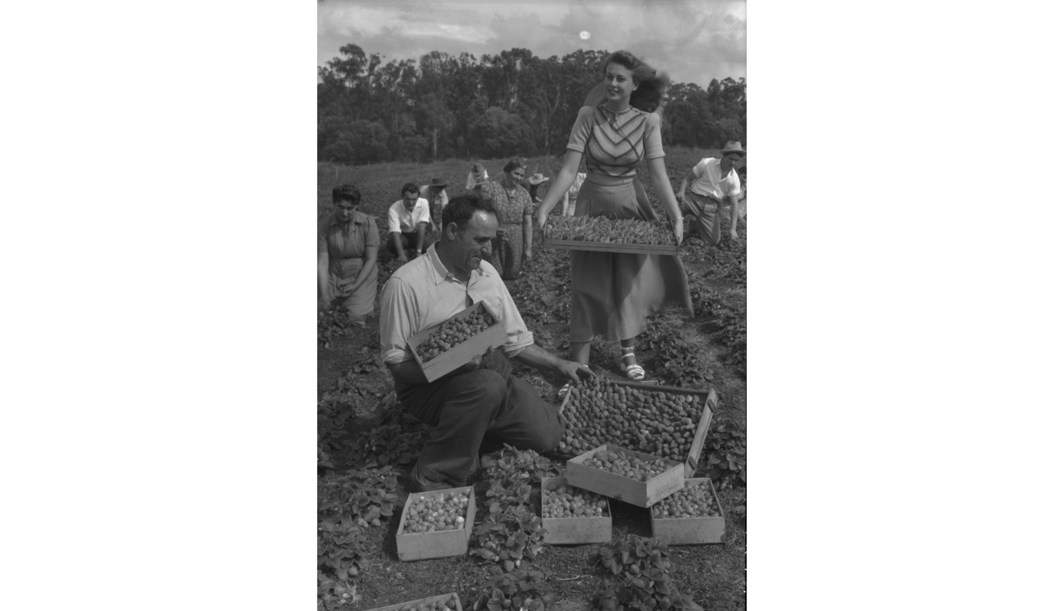 A black-and-white photograph of a man kneeling and holding a box of strawberries in a field, surrounded by others picking strawberries. A woman stands beside him holding a tray of strawberries.