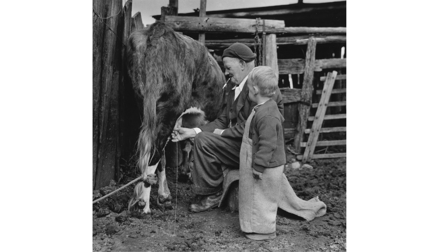 A man milks a cow while kneeling on the ground, with a young boy standing beside him watching. The cow is tied by its leg, and wooden fences surround the scene.