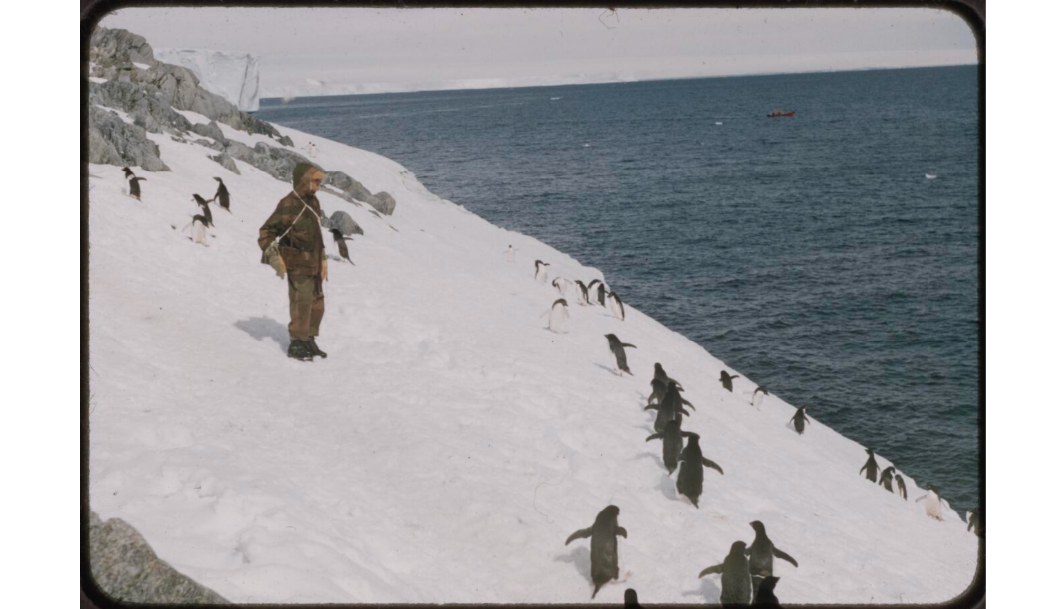 Man in snow gear on snowy slop surrounded by penguins