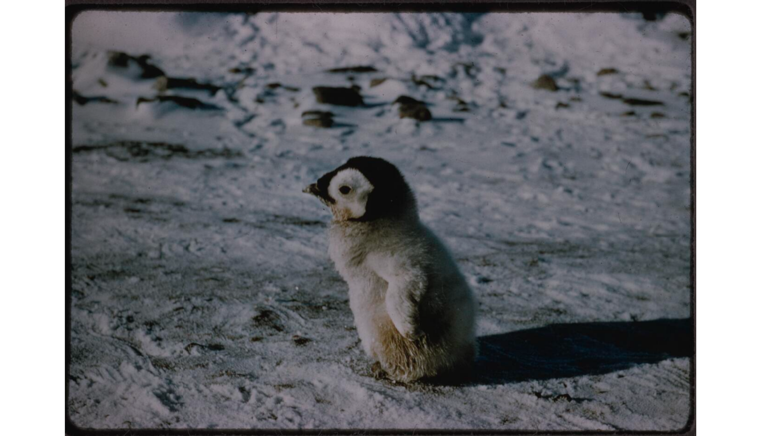 Baby penguin who is staring off into the distance.