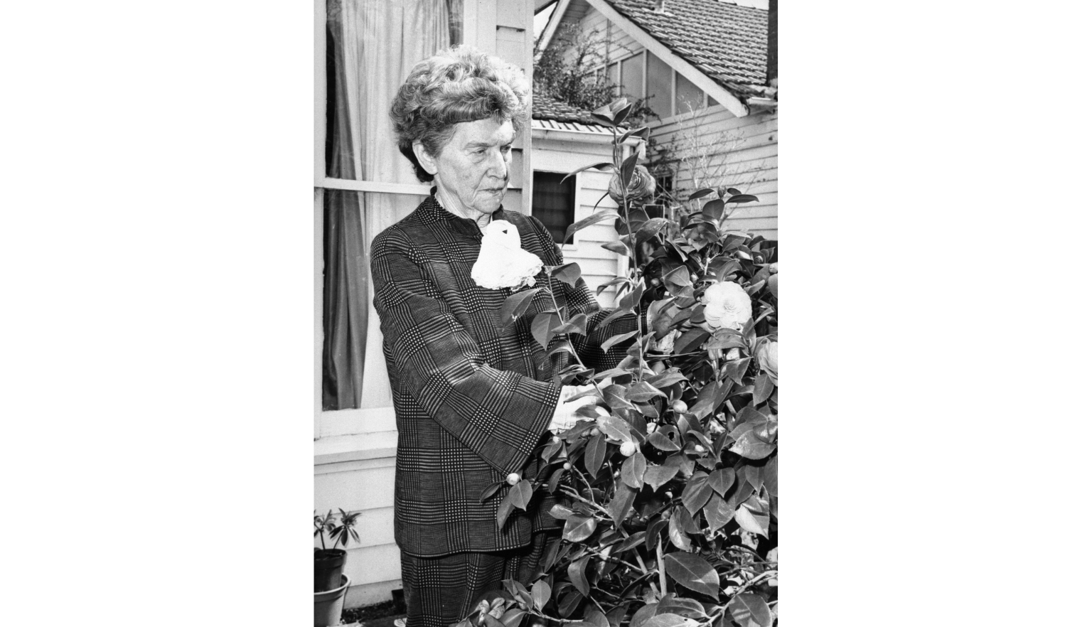Black and white image of Christina Stead tending to a rose bush in her garden