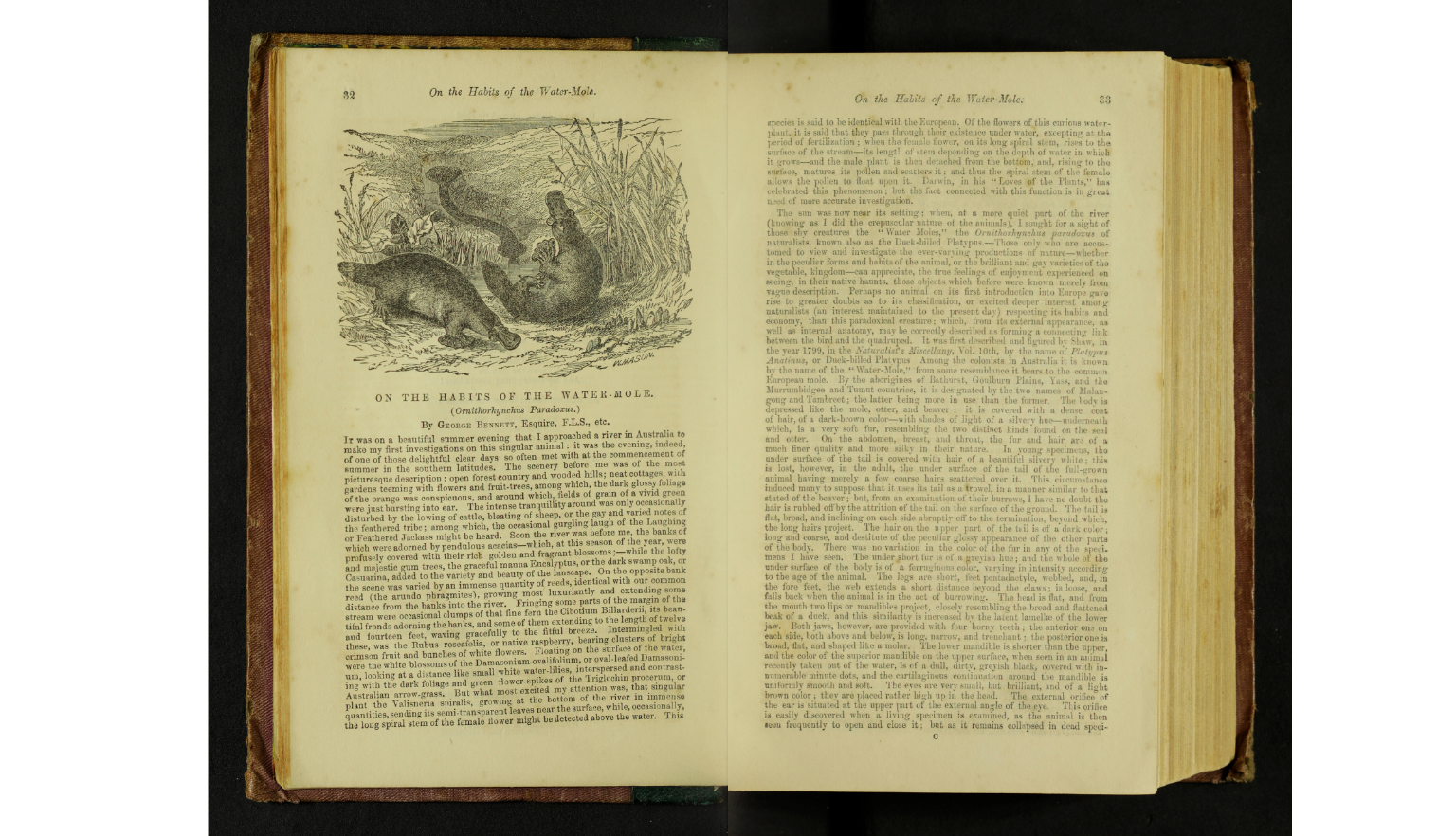 Open books featuring images of platypus, along with text recording the first sightings and observation of platypus in Australia by zoologists. 