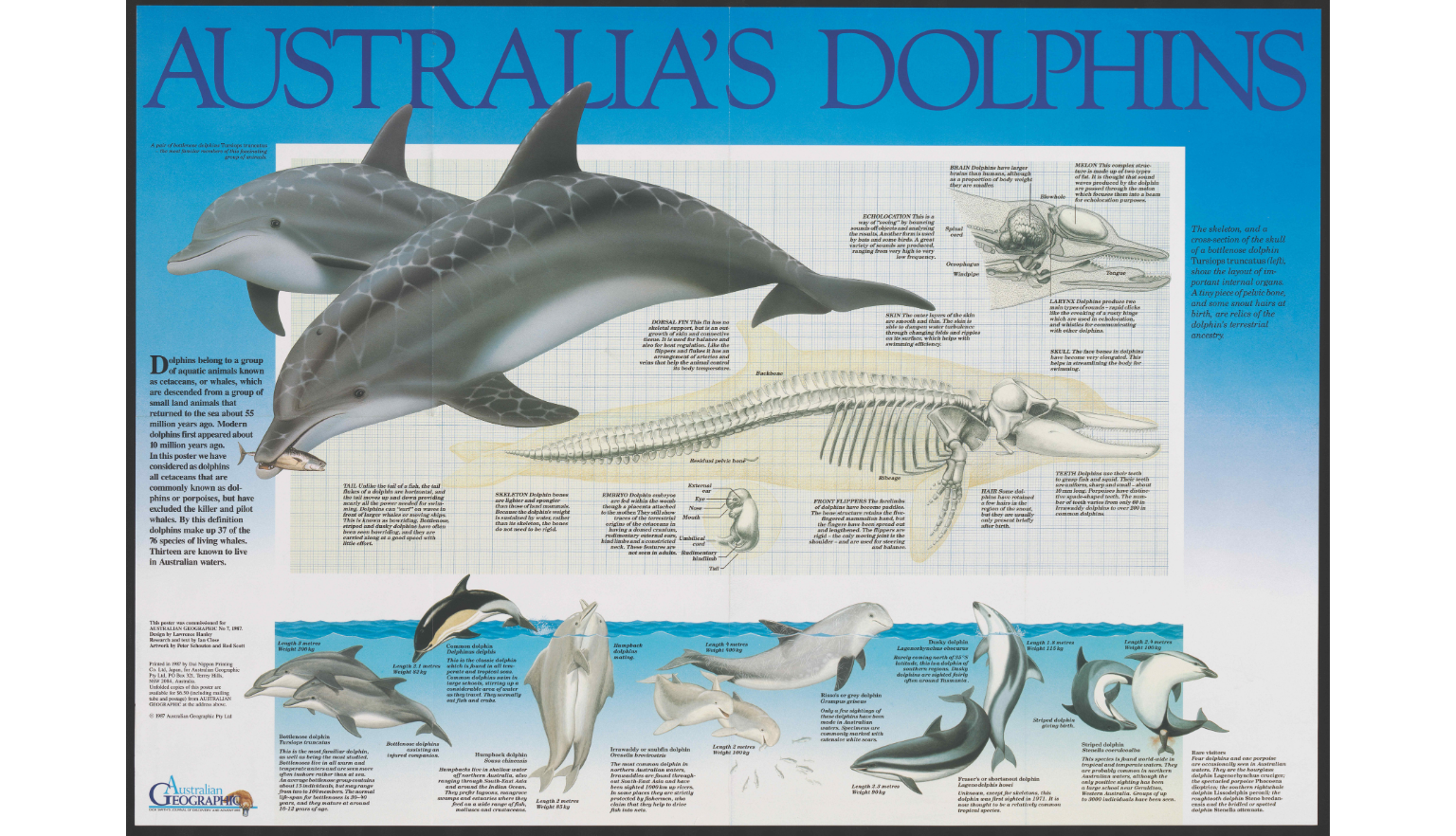 Colourful informative posters on dolphins