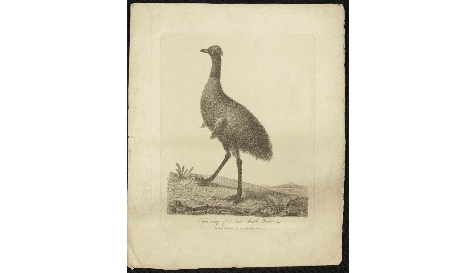 Hand drawn, colourised images ranging from 1830 to the 1950’s of various Australian fauna including Phascogale, Emu, Kangaroos and Koalas.