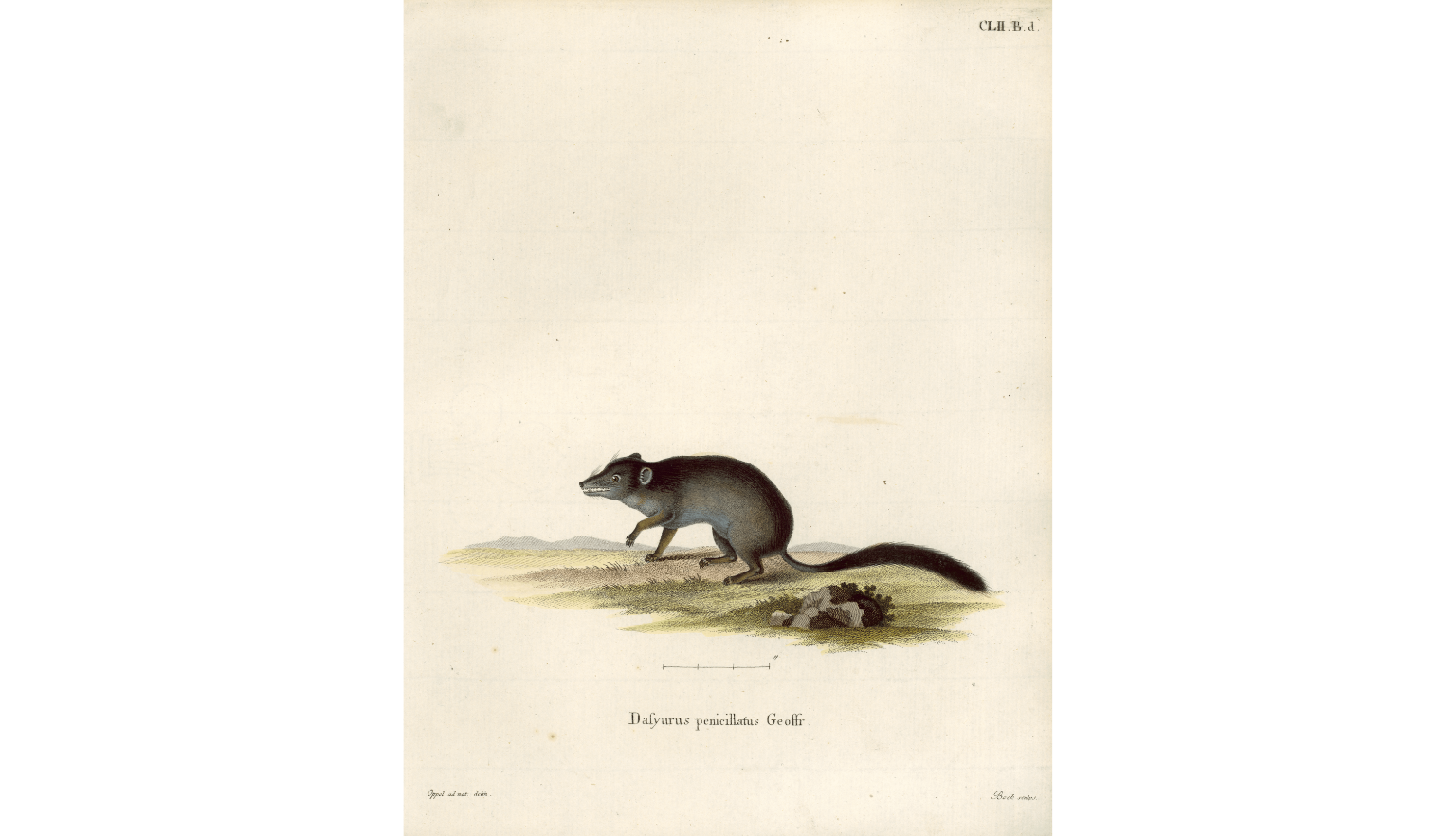 Hand drawn, colourised images ranging from 1830 to the 1950’s of various Australian fauna including Phascogale, Emu, Kangaroos and Koalas.