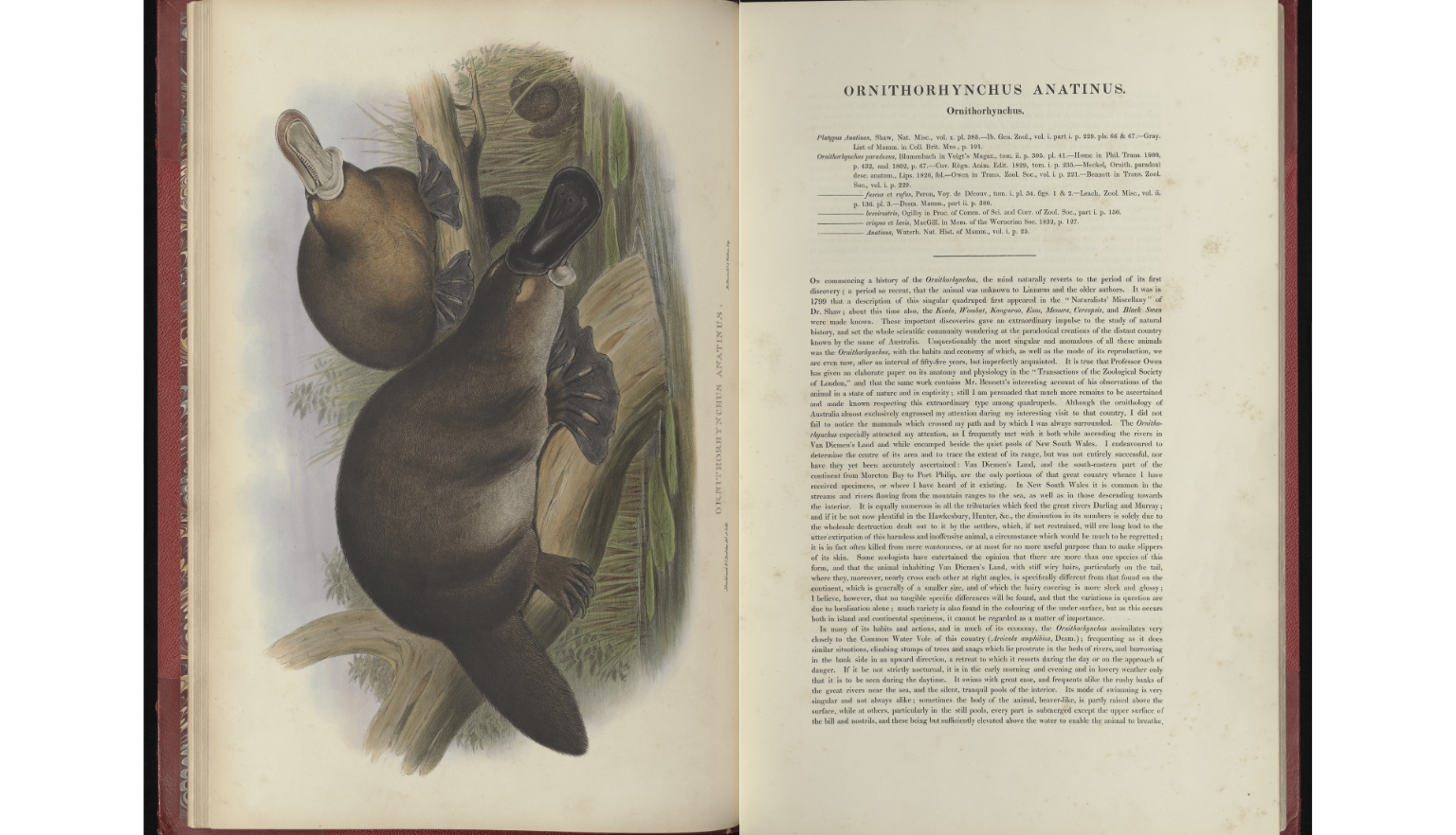 An image of an open book, with the left page featuring a full-page hand drawn colour image of two platypus from 1863 and the right page featuring a large block of text.