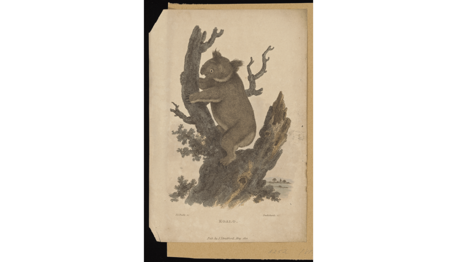 A hand drawn and colourised image of a koala hugging a tree branch from 1810. 