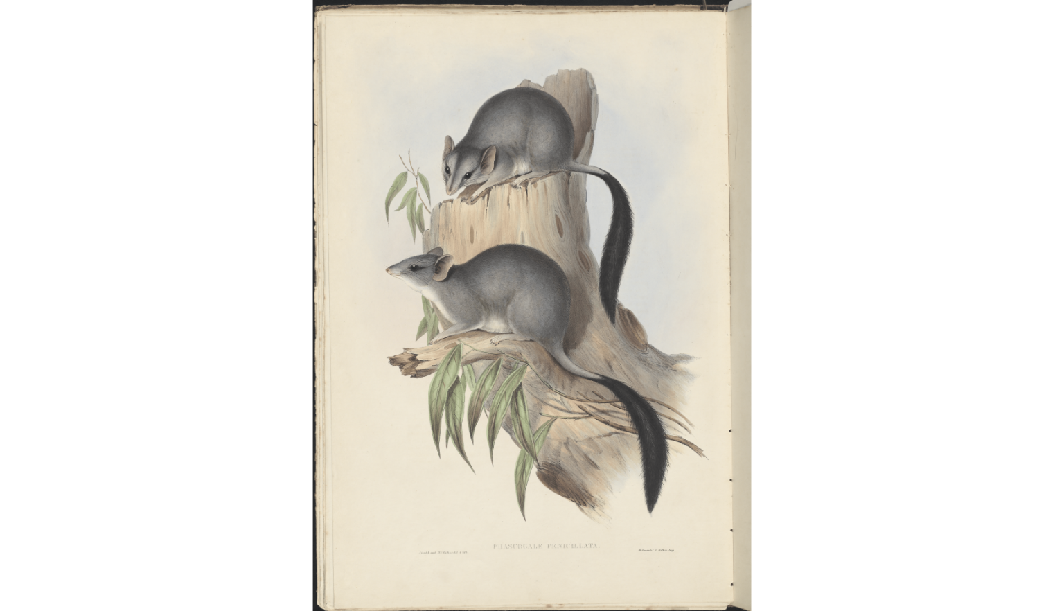 Hand drawn, colourised images ranging from 1830 to the 1950’s of various Australian fauna including Phascogale, Emu, Kangaroos and Koalas.