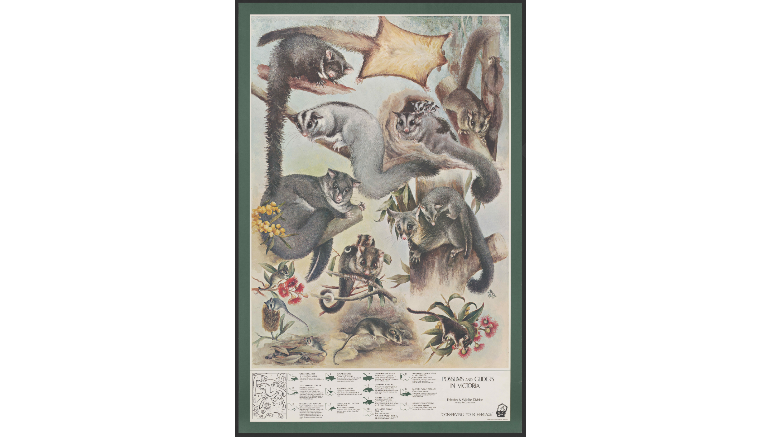 Colourful informative posters on possums