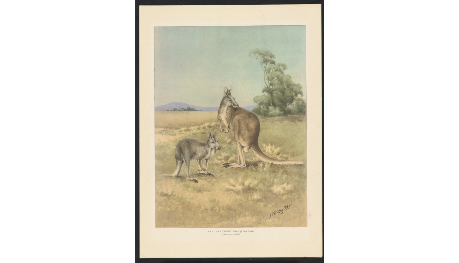 Hand drawn, colourised images ranging from 1830 to the 1950’s of various Australian fauna including Phascogale, Emu, Kangaroos and Koalas.
