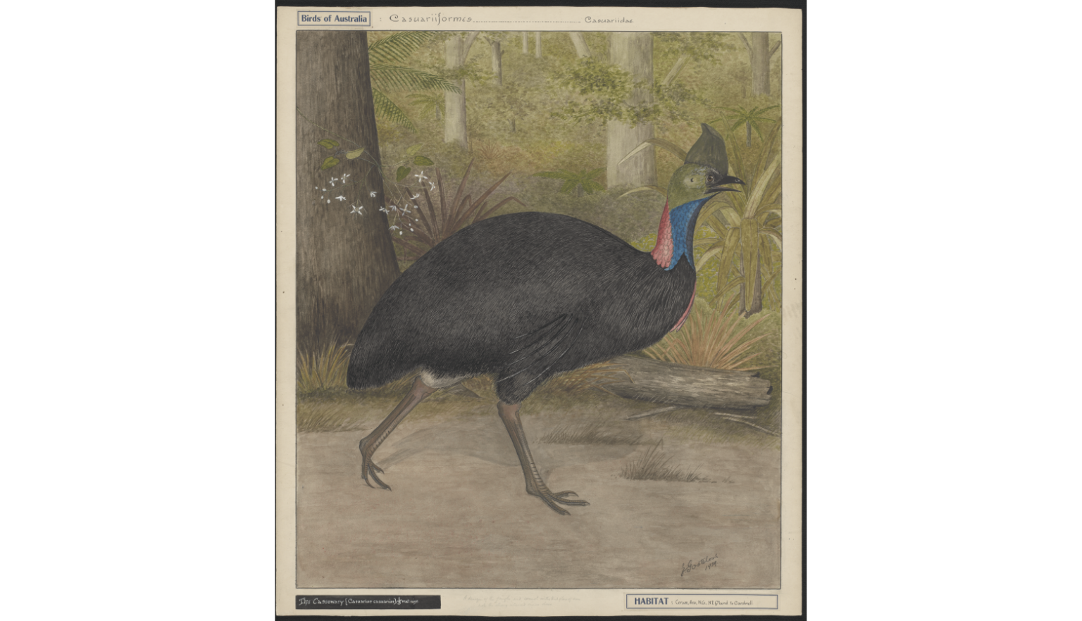 Hand drawn, colourised images ranging from 1830 to the 1950’s of various Australian fauna including Phascogale, Emu, Kangaroos and Koalas.