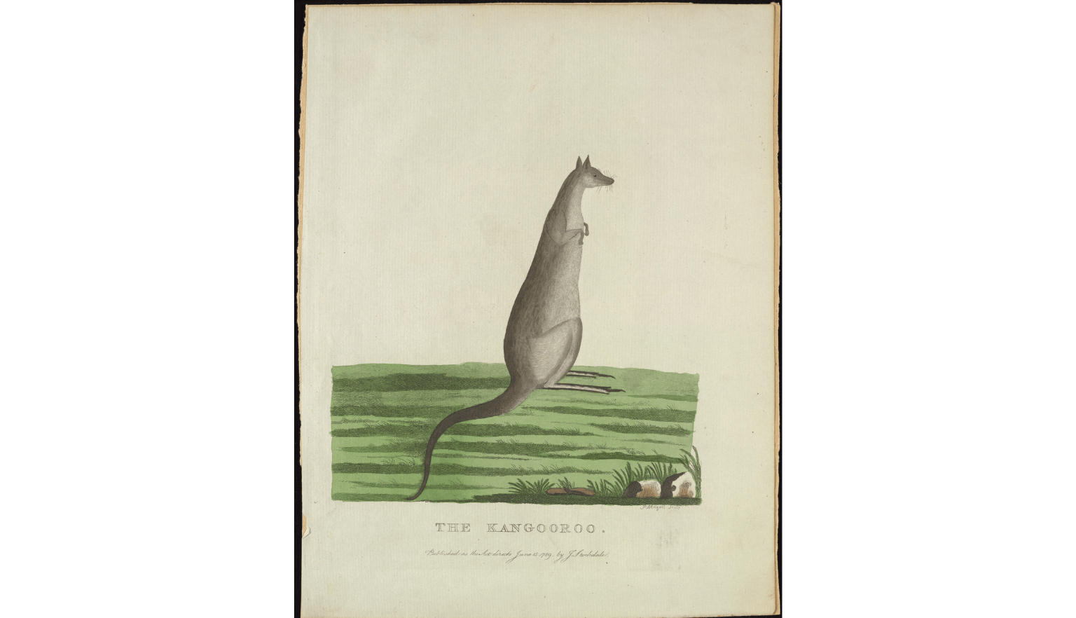 Hand drawn, colourised images ranging from 1830 to the 1950’s of various Australian fauna including Phascogale, Emu, Kangaroos and Koalas.