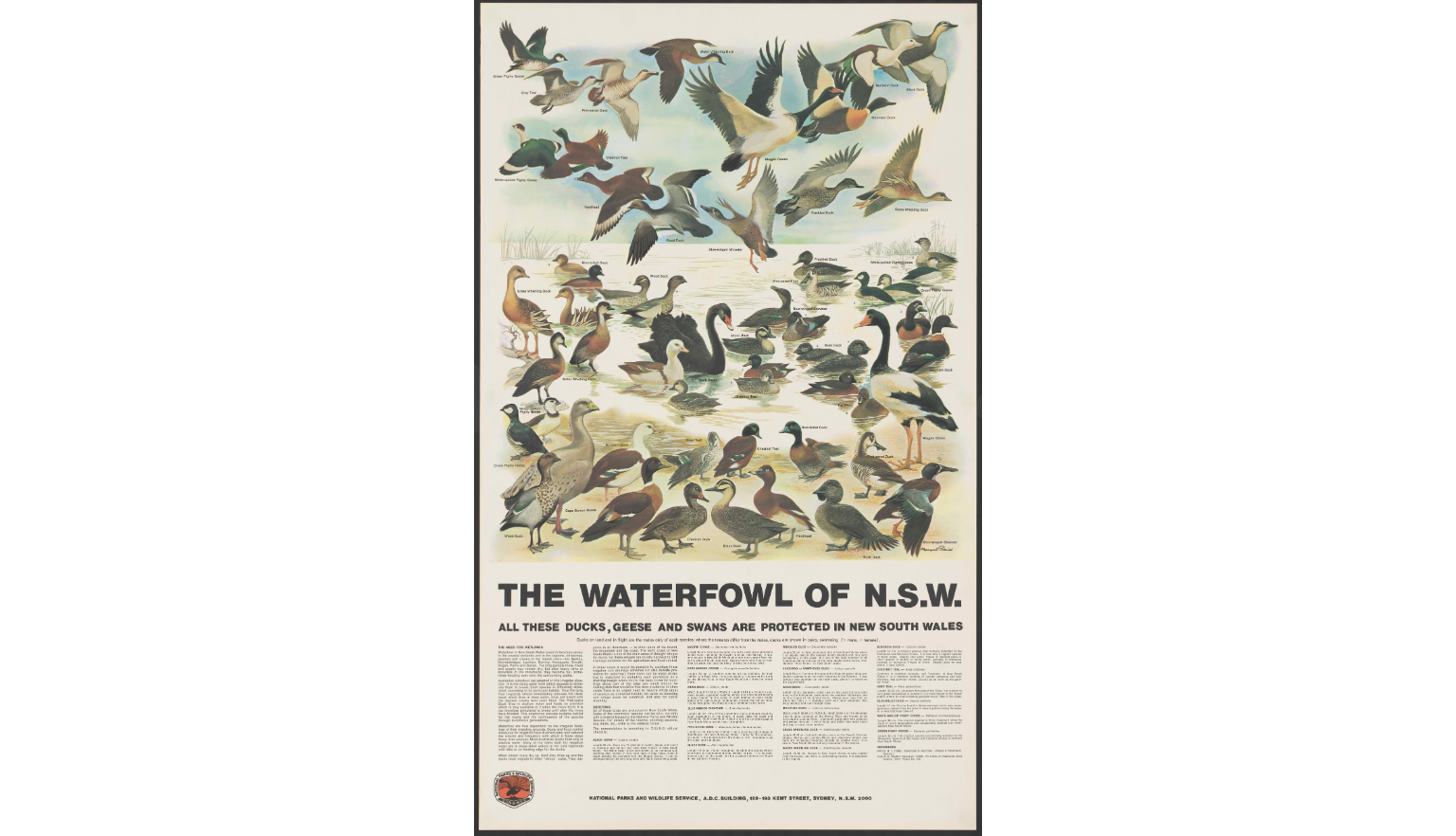 Colourful informative posters on waterfowl