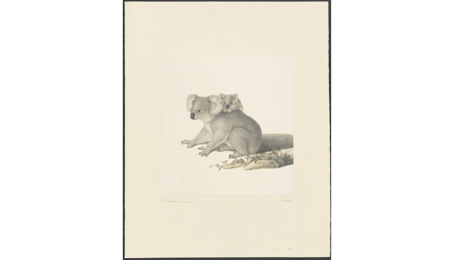 Hand drawn, colourised images ranging from 1830 to the 1950’s of various Australian fauna including Phascogale, Emu, Kangaroos and Koalas.