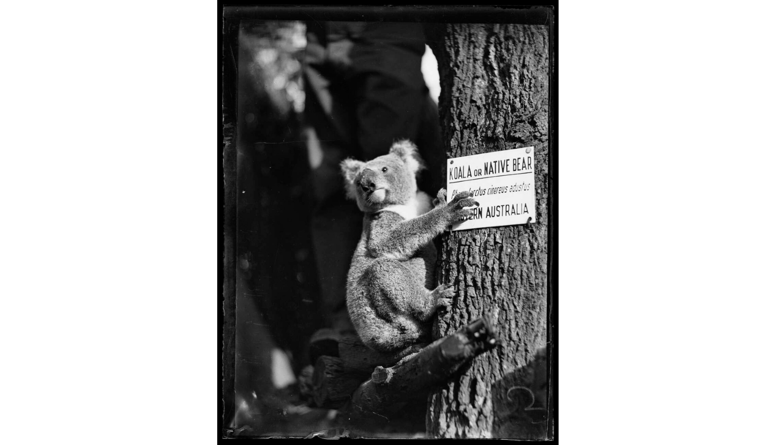 A small koala clinging to the trunk of a tree, next to a sign identifying it as a Koala or Native Bear from Australia.