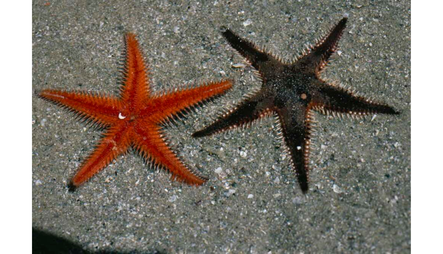 Two starfish on a sandy surface: one vibrant orange and one dark brown, both with spiny arms.