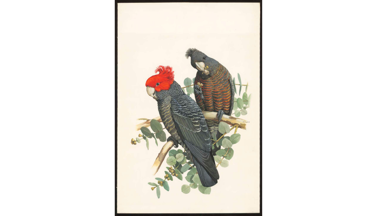 A detailed illustration of two cockatoos perched on a eucalyptus branch. One has a vibrant red crest and dark grey feathers, while the other has a black crest and striking orange-brown striped plumage. Both birds have large white beaks and are surrounded by green leaves and small seed pods.