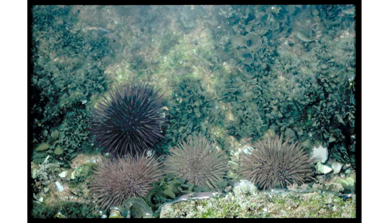 An underwater scene featuring four sea urchins with spiky shells resting on a rocky seabed covered in green algae and marine growth. Sunlight filters through the water, illuminating the textured ocean floor.