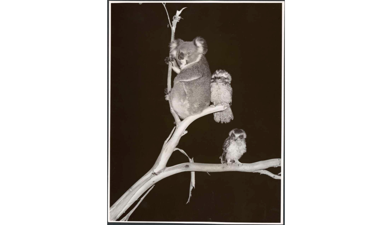 A black-and-white photograph shows a koala perched on a tree branch at night, accompanied by two small, fluffy birds — likely frogmouths — also sitting on the branch. The scene is set against a dark background, highlighting the animals' forms.