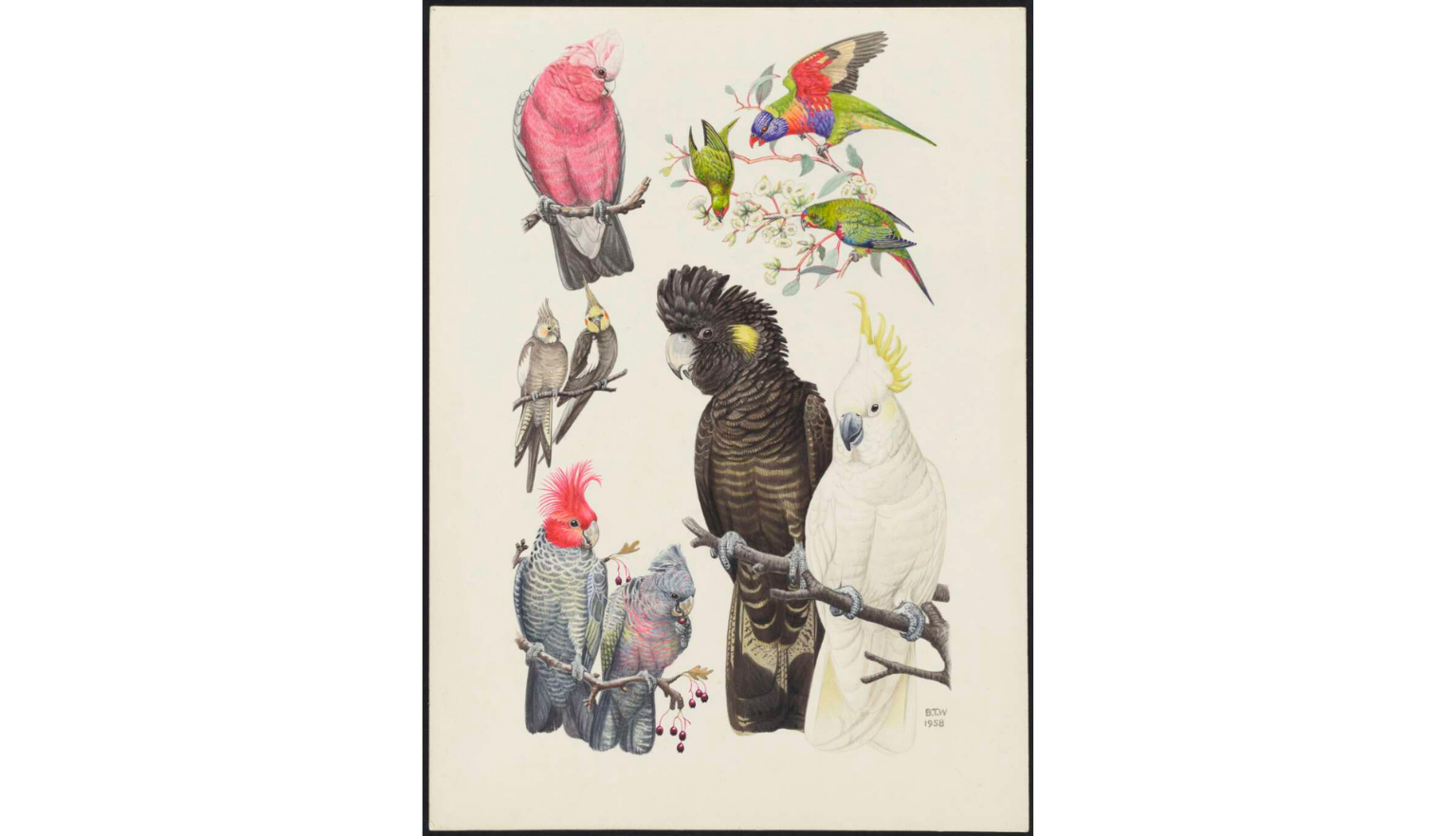 A detailed illustration of various Australian parrots, including a pink cockatoo, rainbow lorikeets, black cockatoo, sulphur-crested cockatoo, and other cockatoos, perched on branches with flowers and berries.