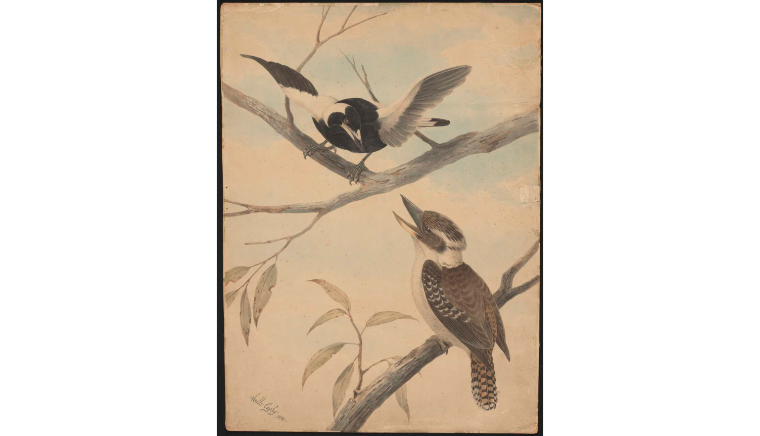 An antique illustration of two Australian birds: a magpie with wings spread perched on a branch above a kookaburra with its beak open, both set against a soft sky background with sparse foliage.