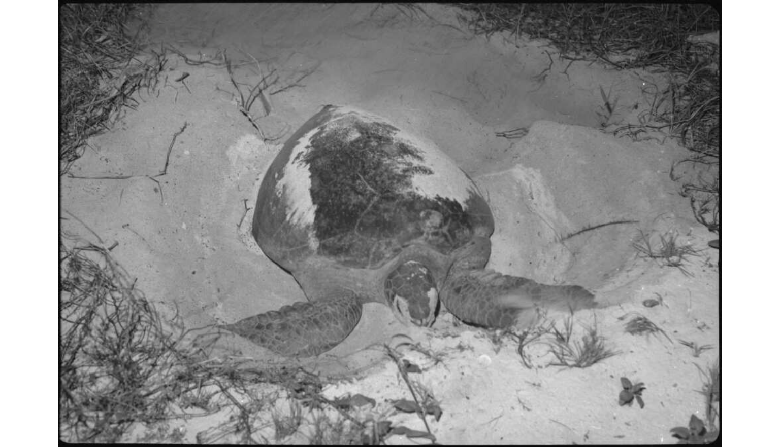 A large sea turtle is resting on a sandy beach, partially buried in the sand with sparse vegetation around it. The image is in black and white, giving it a vintage or historical feel.