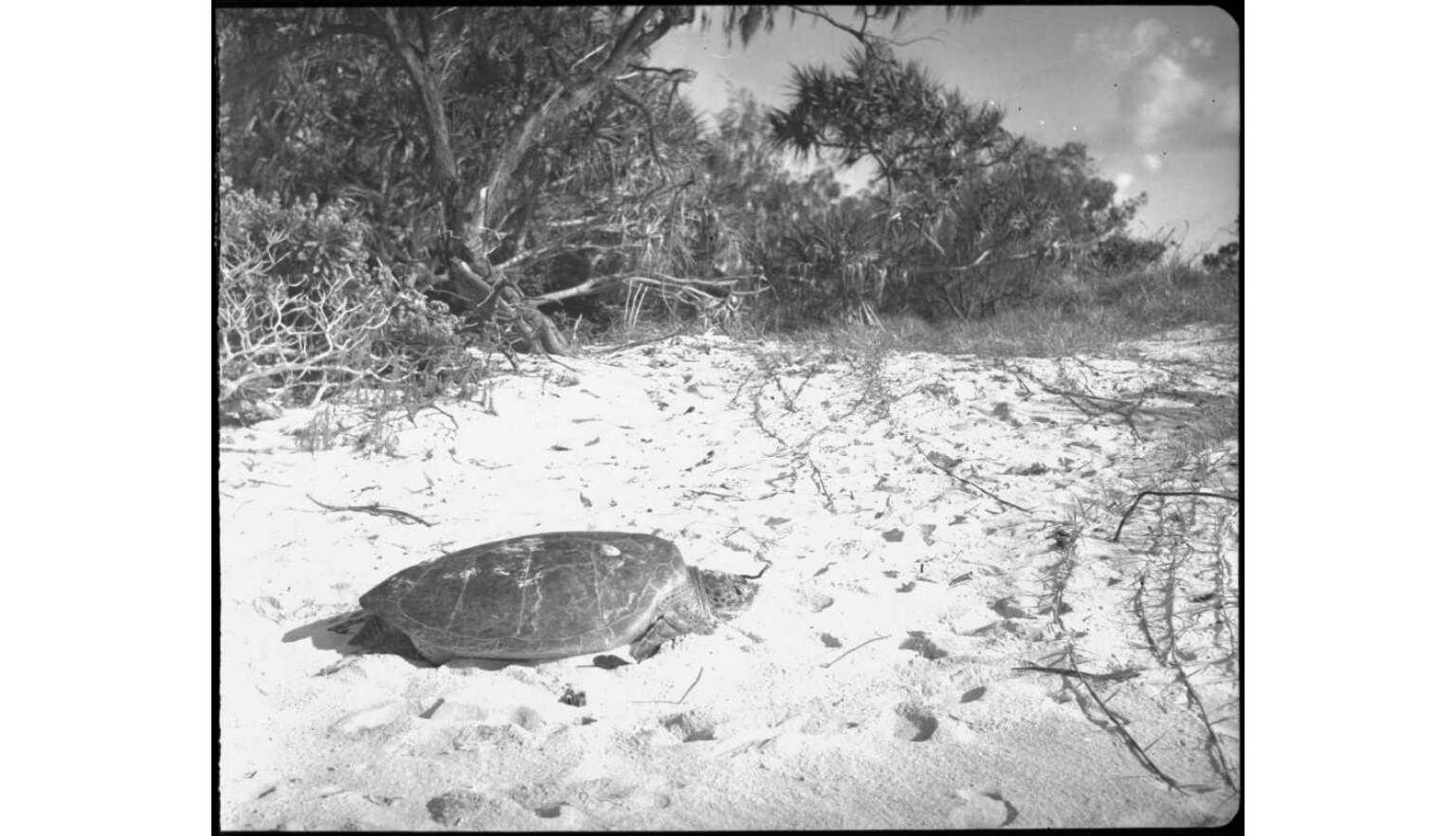 A black-and-white photograph of a sea turtle resting on a sandy beach, with sparse vegetation and trees in the background.