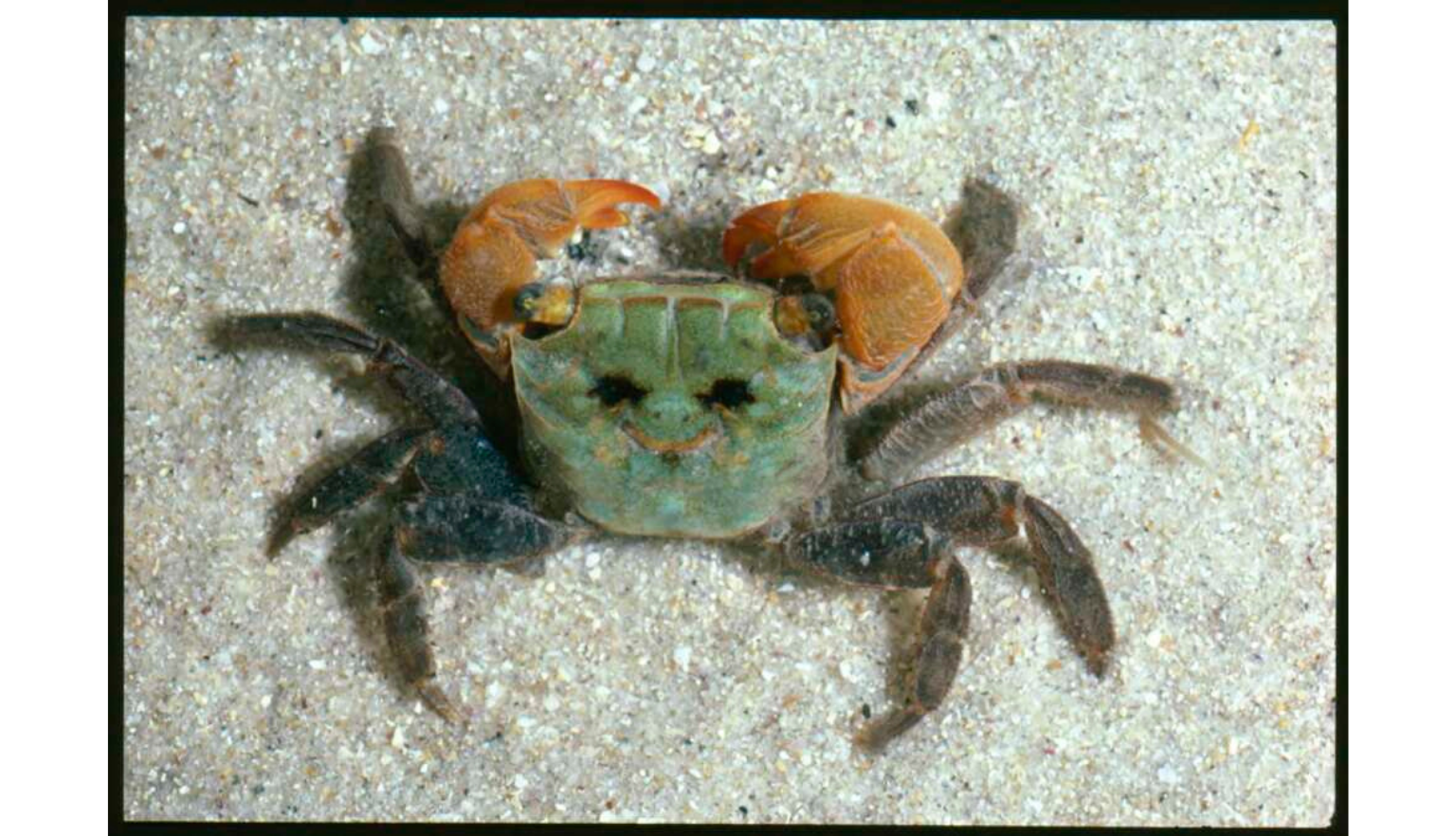 A close-up of a crab with a greenish-blue carapace and orange claws, resting on light-colored sand.
