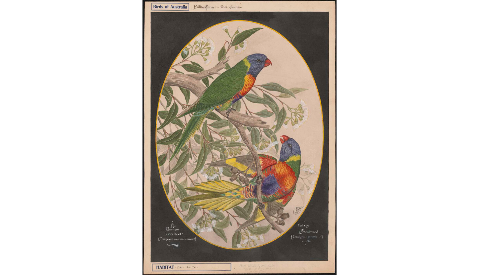 A vintage ornithological illustration of two Rainbow Lorikeets perched on a eucalyptus branch with white blossoms. The birds display vibrant plumage: blue heads, green bodies, and rainbow-colored chests. Text identifies the species as 'The Rainbow Lorikeet' and the plant as 'Foliage Bloodwood'.