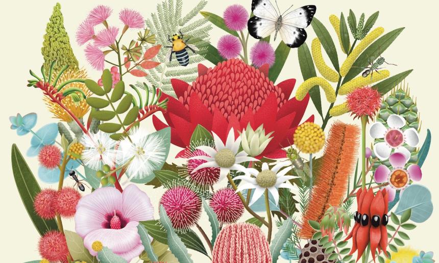 Illustrated flowers and insects details from the front cover of the book 'Flora: Australia's Most Curious Plants'.