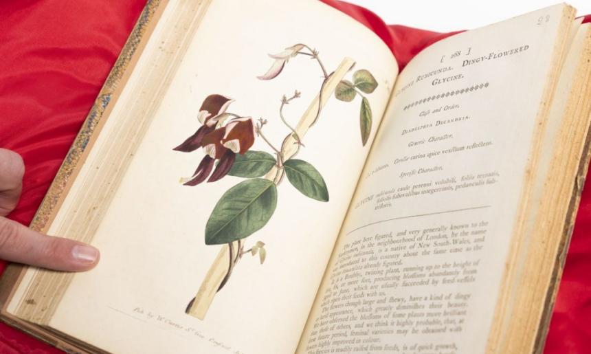 Uncredited artist Glycine Rubicunda Dingy-Flowered Glycine Diadelphia Decandria Kennedia Rubicunda, Dusky Coral Pea, No 268, July 1 1794