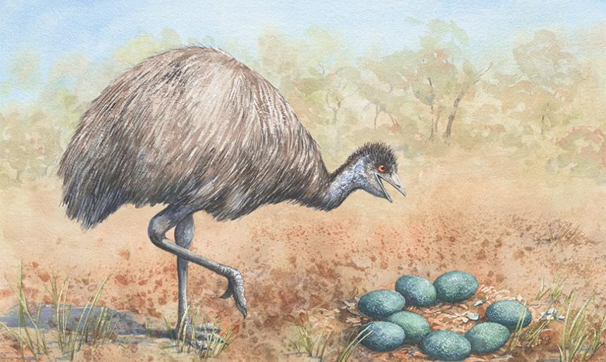 A watercolour illustration of an emu standing on one leg next to a nest of teal eggs