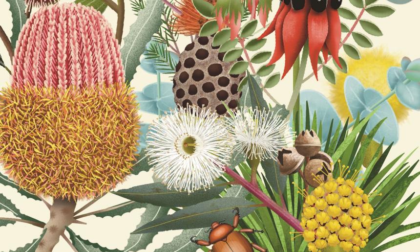 Illustrated flowers and beetle details from the front cover of the book 'Flora: Australia's Most Curious Plants'.