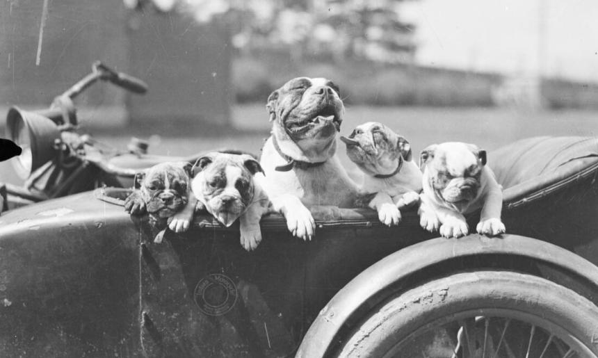 A black and white image of 5 dogs in an old fashioned open top car.