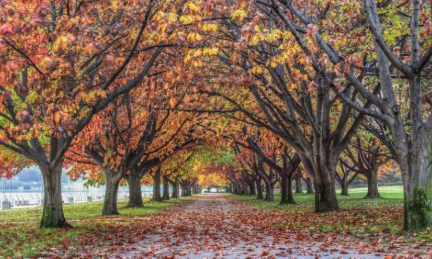 A tree lined promenade, in autumn colours