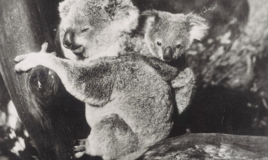 Black and white photo of a baby koala clinging to the back of a largeer koala, who's sitting on a branch