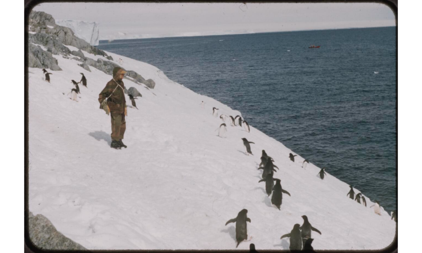 Man in snow gear on snowy slop surrounded by penguins