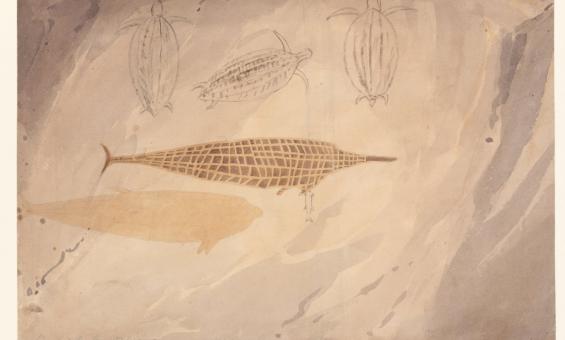 A watercolor painting showing a central elongated figure resembling a fish or marine mammal, with a grid-like pattern. Above the main figure, three smaller, simpler outlines of turtles are sketched. The background consists of soft, earthy tones and textured brushstrokes.
