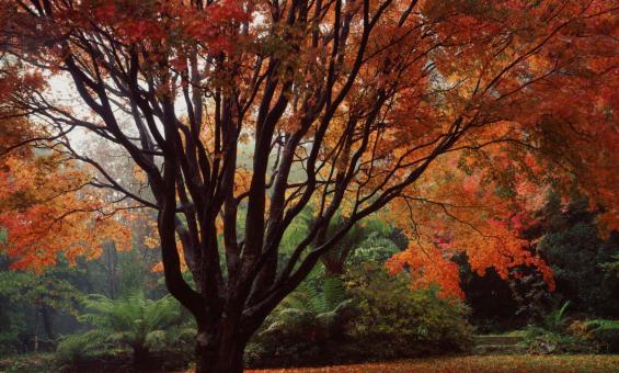 A large autumnal fern tree with a canopy that takes up most of the image. It's leaves a brilliant reds and oranges. Many leaves have fallen on the grass below. In the background many lush green ferns can be seen