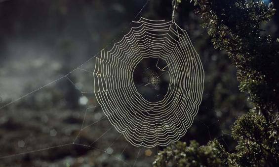 A spiderweb illuminated by the sun. The web is strung between the branches of a green leafy tree.