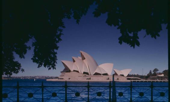 A photograph of the Sydney Opera House during the day. The Opera House is framed by the hanging branches of a large tree. In the foreground is a wrought iron fence.
