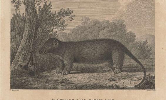 A pencil drawing of a large opossum with trees in the background. 